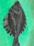 통영 제철 회 : 물보라수산