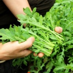 [다정한농장] 와일드 루꼴라 100g,250g 피자 샐러드 파스타 채소 : 다정한 농장