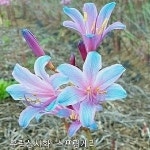 스프링게리, 스프링게리 구근 : 상사화 지산농원