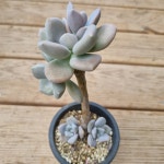 [수암다육] 석연화 Pachyveria Pachyphytoides 다육 다육이 다육식물 반려식물 국민다육 선인장 식집사 : 수암다육농장