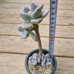 [수암다육] 석연화 Pachyveria Pachyphytoides 다육 다육이 다육식물 반려식물 국민다육 선인장 식집사 : 수암다육농장