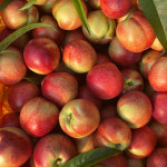 정담 제철 복숭아 신비복숭아 딱딱이 말랑이 대극천 천도 백도 황도 : 정담한끼