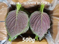 경산와촌 깻잎 찹찹이 당일수확 직송 500g 1kg 2kg : 월천깻잎농원