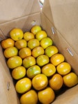 복동이네 제주 하우스귤 3kg : 과일소담촌하남점