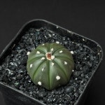 [동일품] 선인장/ 유리두(투구) (Astrophytum asteria nuda)-5519 아프리카농장 : 아프리카 농장
