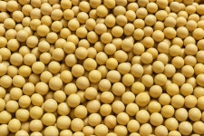 청양 칠갑산 햇 백태 1kg : 은골구기자마을