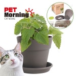 캣잎키우기 캣닢화분 캣닢키우기 : 피터페트 Pit-A-Pet