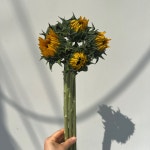 해바라기한단(5대)   농장직송 졸업 생일 축하 장미꽃 꽃선물 장미 스승의날 어버이날 기념일 : 송현장미