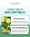 (농장직송) 당일수확 백다다기 오이 : 홍가네농수산