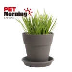 캣잎키우기 캣닢화분 캣닢키우기 : 피터페트 Pit-A-Pet