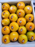 제주산 하우스 귤 3KG : 양동시장