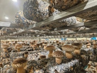 [산지직송] 국내산 솔송화버섯 1kg | 신선한 자연산 버섯 : 건강한 현가네 솔 송화버섯