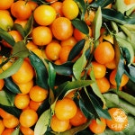 제주 하우스 불로초 감귤 500g 더푸릇 : 더 푸릇 THE FRUIT