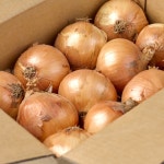 26년 햇양파 10kg 대용량 장아찌 양파 미니 장아찌용 양파 10키로 5kg : 피에스 팜