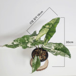 알로카시아 심포 알보 l Alocasia Simpo Albo : 풀레이리스트