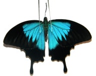 율리세우스 제비나비 Papilio ulysses ulysses곤충 표본 : 자연속 친구들