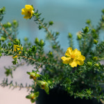 유매 : 애프터눈그린