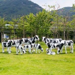 더가든 젖소 소 유리 섬유 조각품 시뮬레이션 야외 대형 동물 정원 숲 풍경 잔디 농장 장식 장식품 만화 소 3(기타 조합 문의) : 더가든11