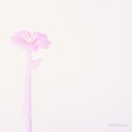 젤펜 벚꽃 선물용 블랙 드로잉 0.5MM 새학기 : 몽글문구방