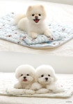듀라론 고양이 강아지쿨패드 강아지냉감매트 반려동물 쿨링 얼음 냉패드 스마일곰 XS : 멍베베