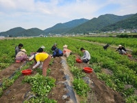 씨감자 홍감자 주말농장 텃밭 포슬포슬 카스테라맛 도시농부 산지직송 5kg 10kg : 남해 오시다