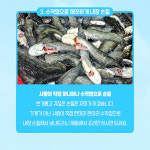 국내산 민물고기 메기 1kg , 메기매운탕 민물매운탕 어탕 어죽 : 자연나라다슬기