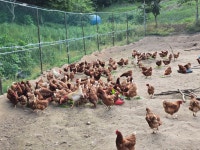 난각번호1번 자연방사 무항생제 계란 크로바양계 자유방목 유정란 농장직송 : 시골달걀 무항생제 유정란