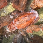 국내산 서해 제철 갑오징어 급냉 손질 1kg, 2kg : 대신수산몰