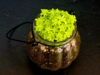 황금세덤 + 행잉 호박형 화병 (사진동일배송), 마당 : 소원마당