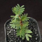 [동일품] 아프리카식물/세나 메리디오날리스 Senna meridionalis -610 아프리카농장 : 아프리카 농장