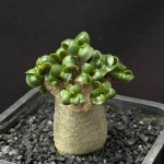 [동일품] 아프리카식물/아데니움 아라비쿰 DHA  Adenium arabicum DHA-604 아프리카농장 : 아프리카 농장