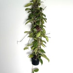 호야 행잉플랜트 핑크 계열 꽃화분 선물 실내조경 카페인테리어 거실꾸미기 : 소담꽃농원