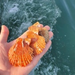 통영 제철 비단 홍가리비 2kg 구이 찜 세척 선별 조개구이 : 통영이순신수산