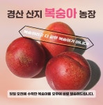 경산 망고복숭아 천도복숭아 대극천 2kg 5kg [원산지:국산(경상북도 경산시)] : 경산해오름농장