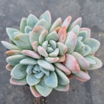 [수암다육] 은진 랜덤발송 Echeveria 다육 다육이 다육식물 반려식물 국민다육 아프리카식물 671 : 수암다육농장