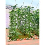 포도 오이 지지대 가지 제품 토마토 지주대 장미 덩쿨 특대 넝쿨 1. 8mm (60cm) 10개 : 별빛누리글로벌