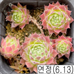[풀멍상점] 연정 바위솔(6.13) /  노지.월동 야생/ 선별발송 분채배송/ 방수라벨 이름표포함.  농장직접 배송 : 풀멍상점
