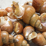 자연산 생물 백골뱅이 1kg 소 중 대 특대 백고동 통골뱅이 : 인어교주해적단