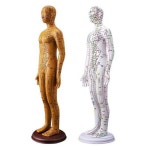 한의원 마네킹 더미 침술 동색 몸통 경혈 모형도 자오선 모형 경락 교습 교정 포인트 : 에이팅