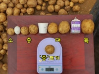 25년 단양햇감자 수미감자 5kg 10kg 산지직송 : 오종만농장