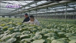 [GAP인증]열음농장, 밀양깻잎, 당일수확, 당일출하, 농장직송 500g, 1개 : 깻잎 열음농장