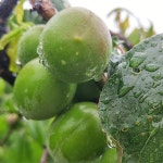 25년 햇 청매실 홍매실 황매실 쪼갠매실 깐매실 왕특 특대 대 청매실 농장을부탁해 : 농장을 부탁해