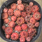 [풀멍상점] 묵은둥이 노이드 바위솔(6.15) /  노지.월동 야생/ 선별발송 분채배송/ 방수라벨 이름표포함.  농장직접 배송 : 풀멍상점