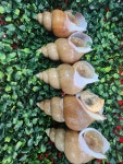 동해안 포항 손질 자숙 절단 문어 피문어 참문어 고동 슬라이스 300g : 거인수산 죽도시장