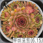 [풀멍상점] 루비포트 바위솔(6.15) /  노지.월동 야생/ 선별발송 분채배송/ 방수라벨 이름표포함.  농장직접 배송 : 풀멍상점