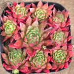 [풀멍상점] 베타 바위솔(6.15) /  노지.월동 야생/ 선별발송 분채배송/ 방수라벨 이름표포함.  농장직접 배송 : 풀멍상점