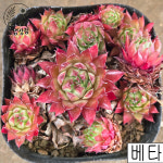 [풀멍상점] 베타 바위솔(6.15) /  노지.월동 야생/ 선별발송 분채배송/ 방수라벨 이름표포함.  농장직접 배송 : 풀멍상점