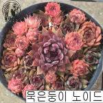 [풀멍상점] 묵은둥이 노이드 바위솔(6.15) /  노지.월동 야생/ 선별발송 분채배송/ 방수라벨 이름표포함.  농장직접 배송 : 풀멍상점