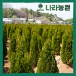 에메랄드그린 H1.8m이상  측백나무 정원수 상록수 대형 조경수 : 나라나무농원