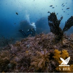 제주 서귀포 스킨스쿠버 보트펀다이빙 2회 : 브이다이브